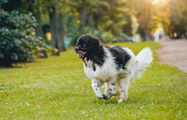 Naklejka na ściany i meble Beautiful newfoundland dog in the park.