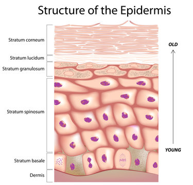 Epidermis of the skin
