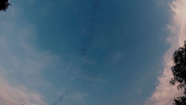 Flying bats in evening for feeding