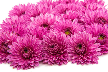 Lilac chrysanthemum flower isolated