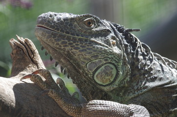 Portrait d'iguane