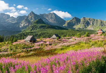 Crédence de cuisine en verre imprimé Tatras Tatra mountains, Poland landscape, colorful flowers and cottages in Gasienicowa valley (Hala Gasienicowa), summer