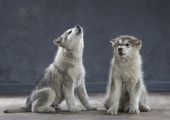 Portrait of four-month old alaskan malamute puppys closeup in studio