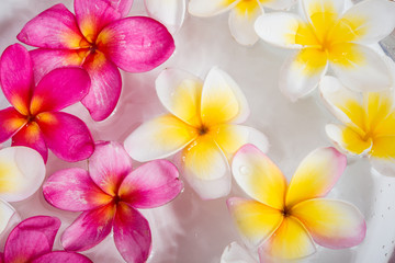 plumeria or frangipani flowers