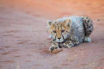 Cheetah Cub 
