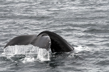 whale tail