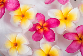 plumeria or frangipani flowers