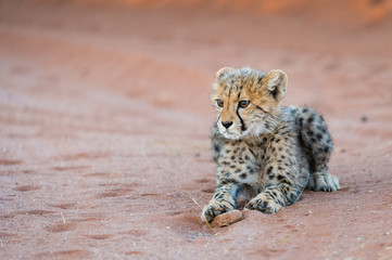 Cheetah Cub playing