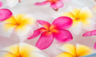 Obraz na płótnie Canvas plumeria or frangipani flowers