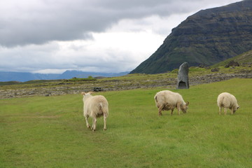 Fototapeta premium Iceland Sheep and Monument