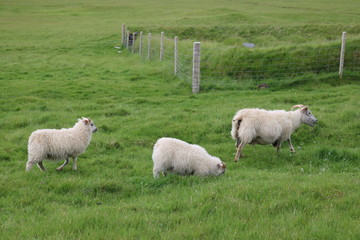 Obraz premium Iceland Sheep grazing