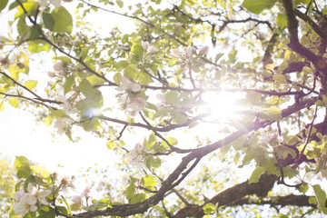 Blüten des Apfelbaums im Frühling