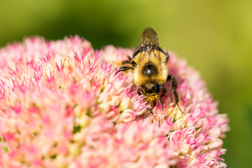 A bee is working on a plant