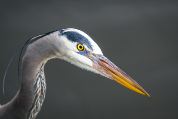 Great Blue Heron - Close-up