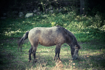 small mountain domestic horse graze on pasture