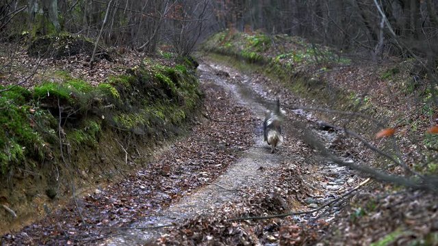 Dog run on way - (4K)