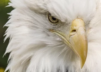 Foto auf Alu-Dibond Amerikanischer Weißkopfseeadler - Porträt © Bernie Duhamel