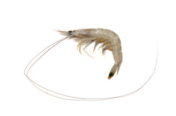 シバエビ