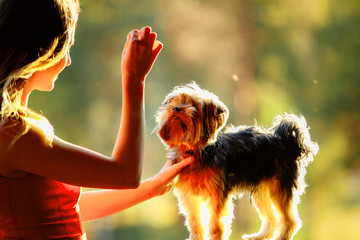 Yorkshire terrier gives paw for reward his owner, a young woman in a red dress on a background of...
