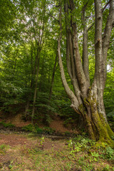 Fototapeta na wymiar huge old beech tree in Nature Reserve rainforest Vinatovaca in Serbia