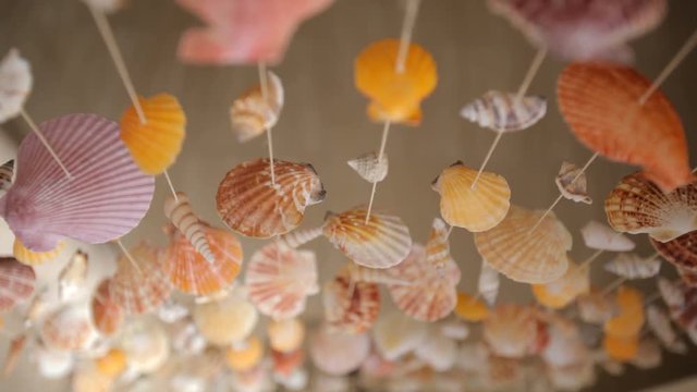 curtains of mollusk shells, shooting from the bottom, close-up. shell molluscs as part of interior