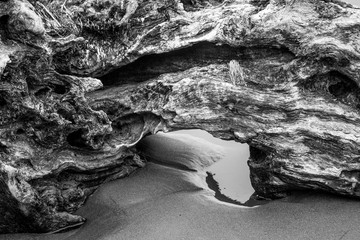 Closeup of Weathered Driftwood on the Beach in Black and White