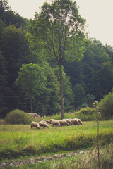 Obraz premium small sheep flock grazing on meadow near the wood