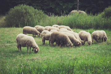 Obraz na płótnie Canvas closeup of small sheep flock grazing on meadow
