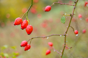 Hagebutte Frucht mit Regentropfen im Herbst
