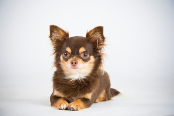 Fototapeta premium Hund Braun Zwerg im Studio 6