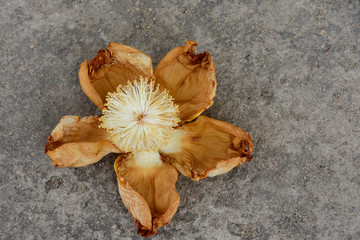 Blüte Affenbrotbaum