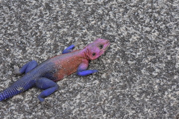 Rot, Pink, Lila Eidechse auf Felsen