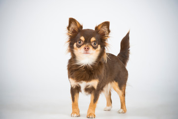 Hund Braun Zwerg im Studio 4