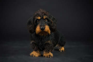 Dackelportrait-im-Studio
