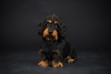 Dackelportrait-im-Studio