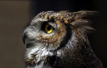Zelfklevend Fotobehang Great Horned Owl - Portrait © Bernie Duhamel