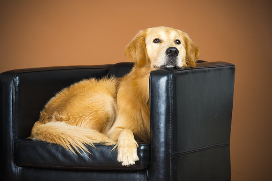 Golden Sessel
