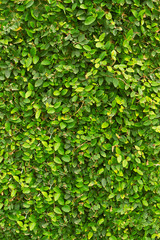 Green wall background.