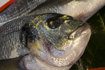 Sea bream fish close up