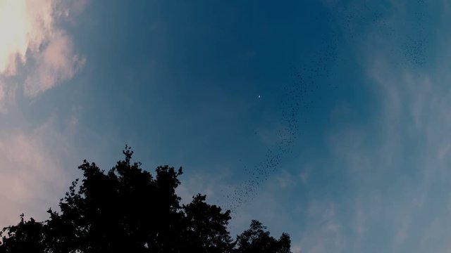 Bats flying for feed
