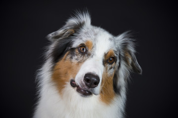 Australian Shepherd im Studio
