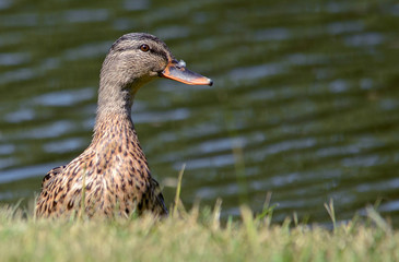 Brown Duck