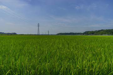 夏の千葉の田園風景