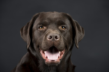 Brauner eleganter Labrador im Studio