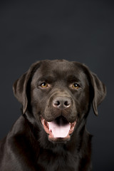 Brauner eleganter Labrador im Studio