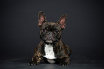 Frazösische Bulldogge im Studio