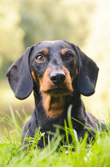 Portrait dachshund in nature