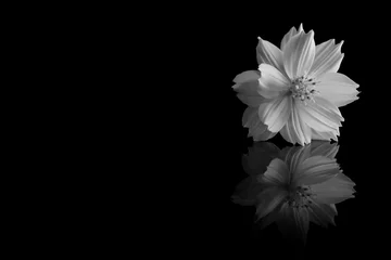 Papier Peint photo Fleurs cosmos sulphureus flower of black and white