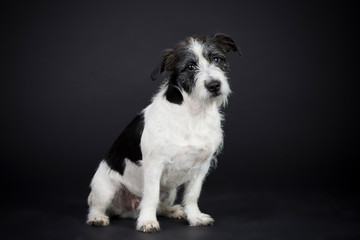 Hund Kleiner Jack Russer Rauhhaar