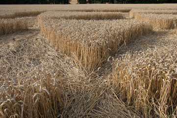 Crop circle at Hannington, Wiltshire, England, viewed from ground level